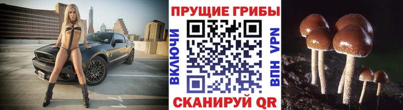 Псилоцибиновые грибы Psilocybine cubensis  Купить закладки  Барыш 